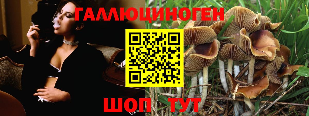 Псилоцибиновые грибы Cubensis Звенигород